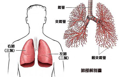 肺部解剖圖